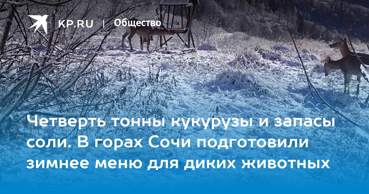 Четверть тонны кукурузы и запасы соли. В горах Сочи подготовили зимнее ...