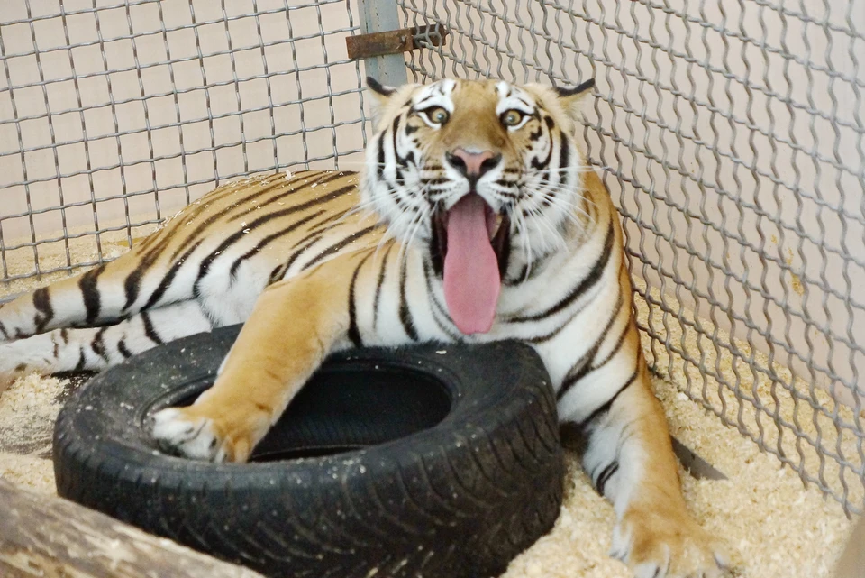 Тигр не особо был рад внезапному гостю.