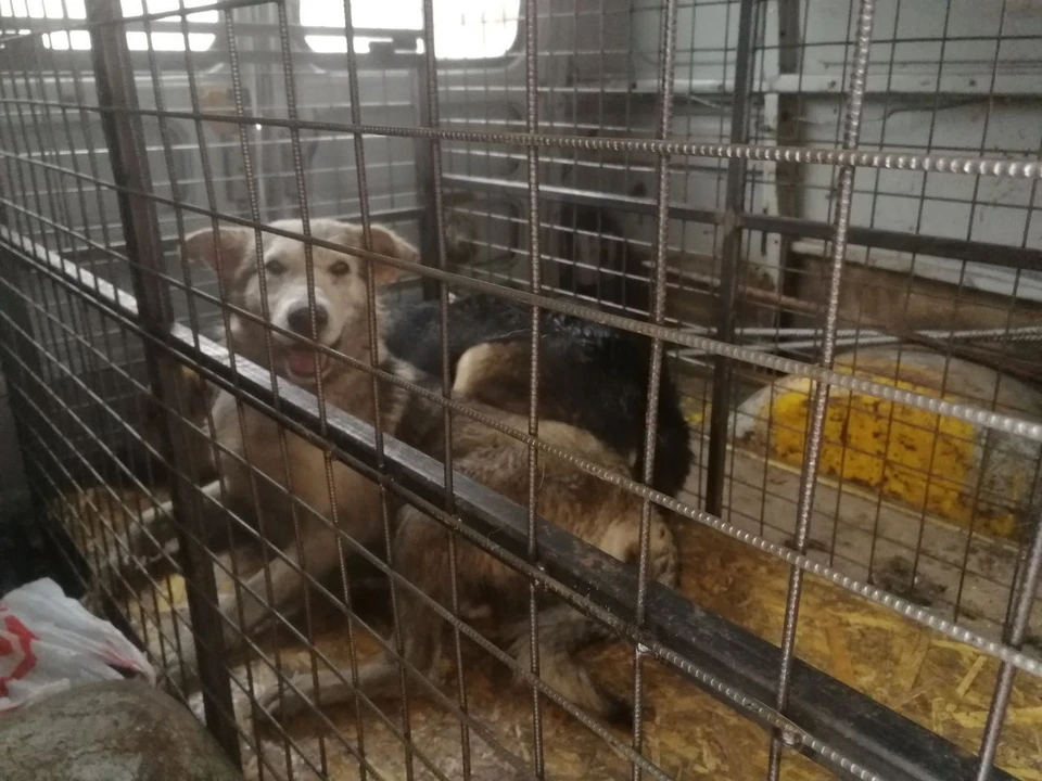 Всех пойманных собак отвезли в приют для животных