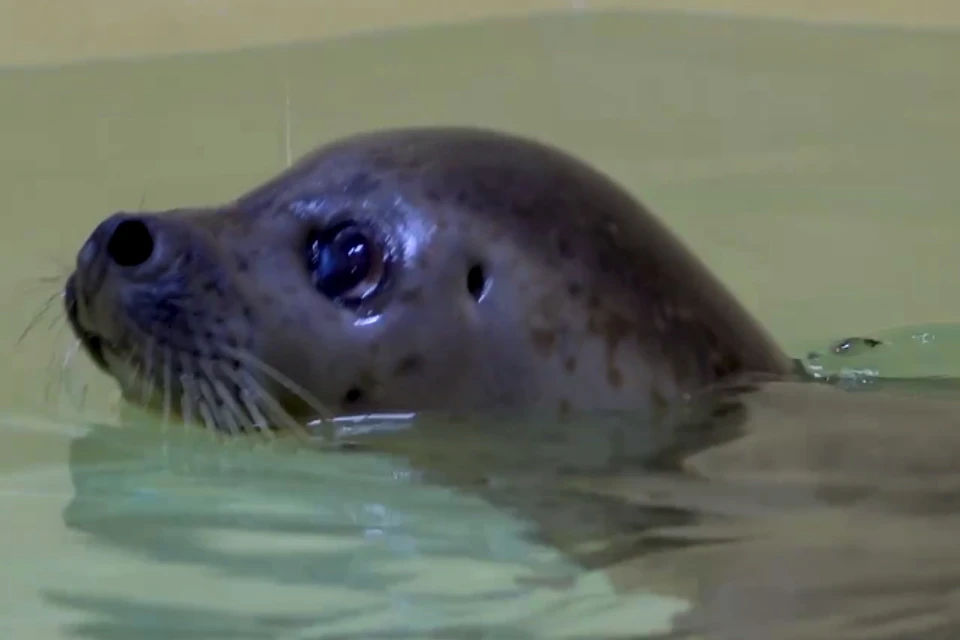 Спасенного детеныша пестрого тюленя приютили в Московском зоопарке Фото: стоп-кадр из видео