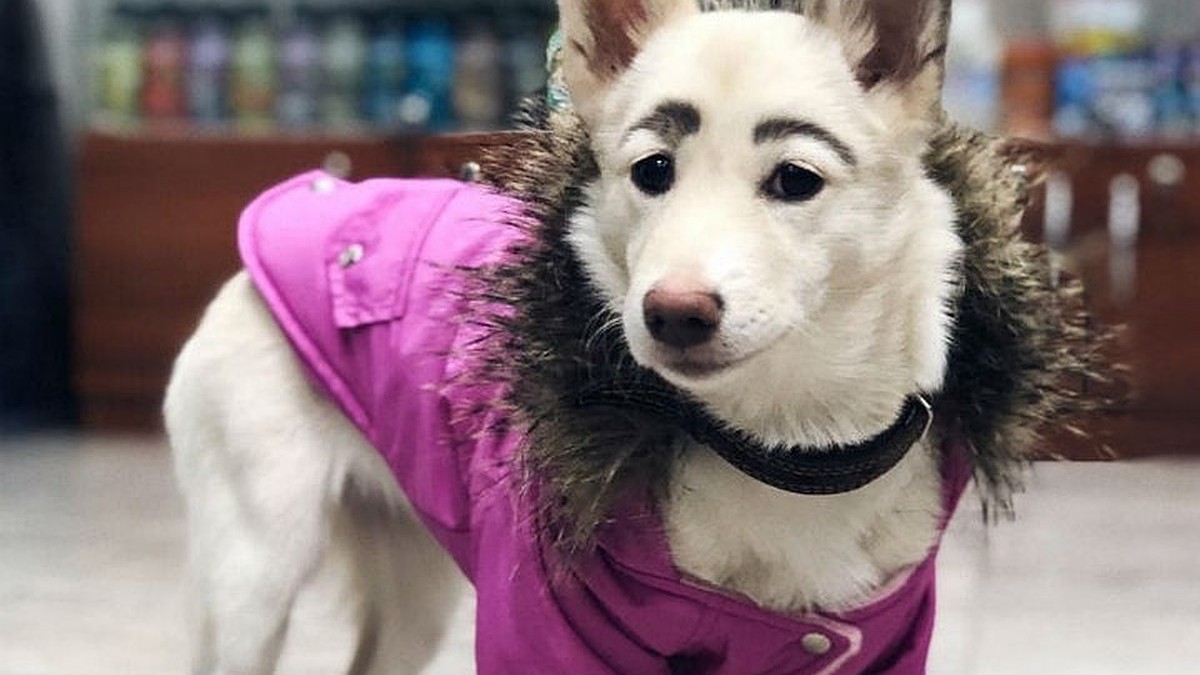 собака с макияжем