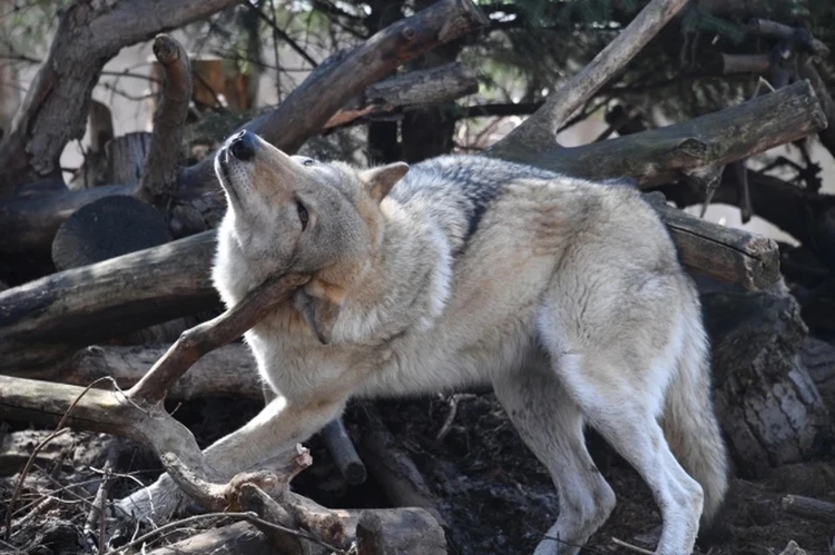 «До остановки нужно идти через волков»: жители Сакского района в ужасе от стаи хищников
