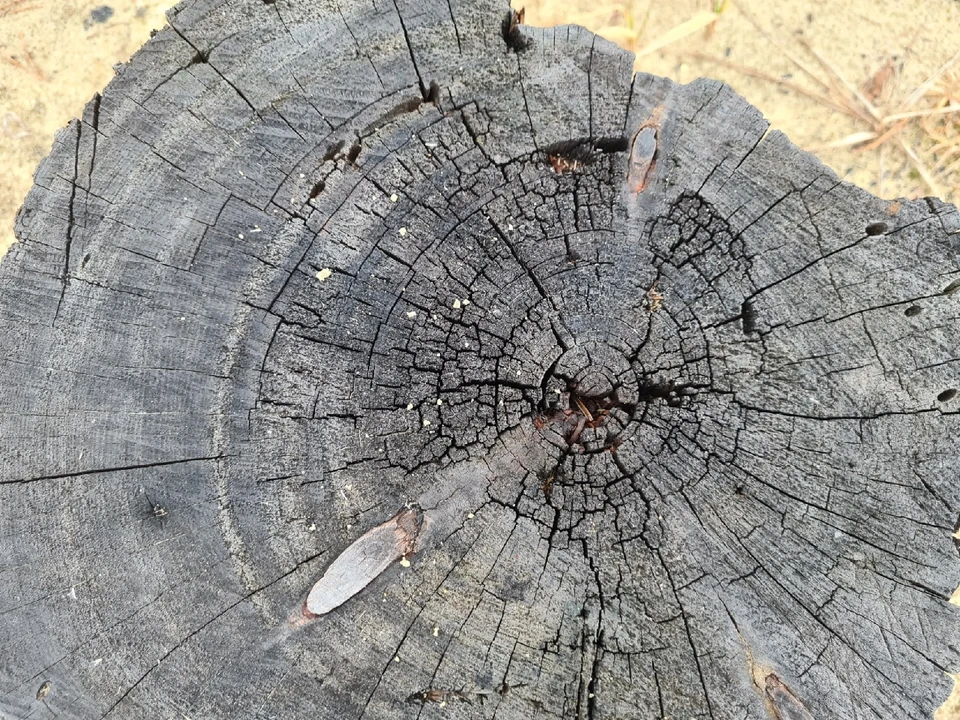 Партия древесины из ХМАО оказалась заражена опасным для деревьев вредителем