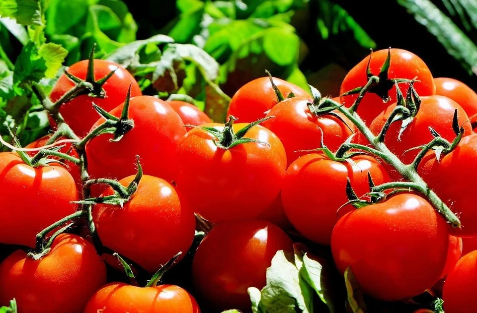 Производство тепличных овощей увеличилось в Нижегородской области в два раза