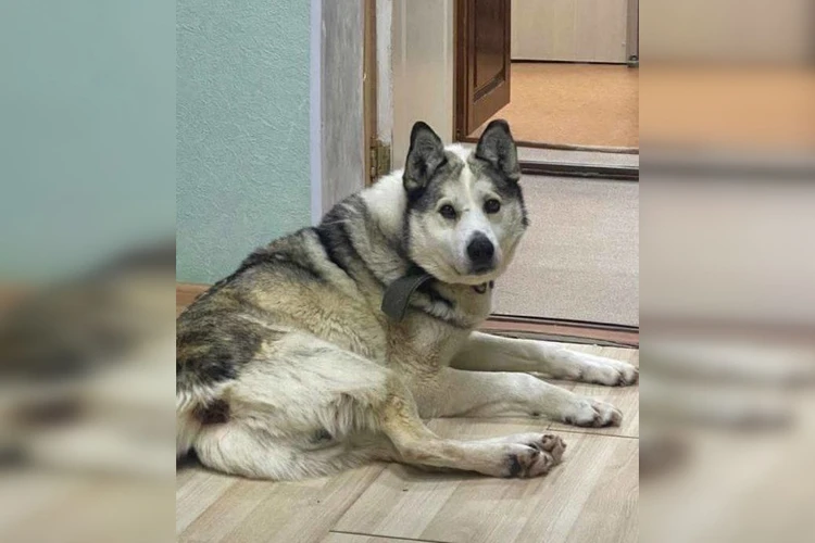 Северный Хатико: собака умершего два года назад главы в Якутии до сих пор ждет хозяина в его кабинете
