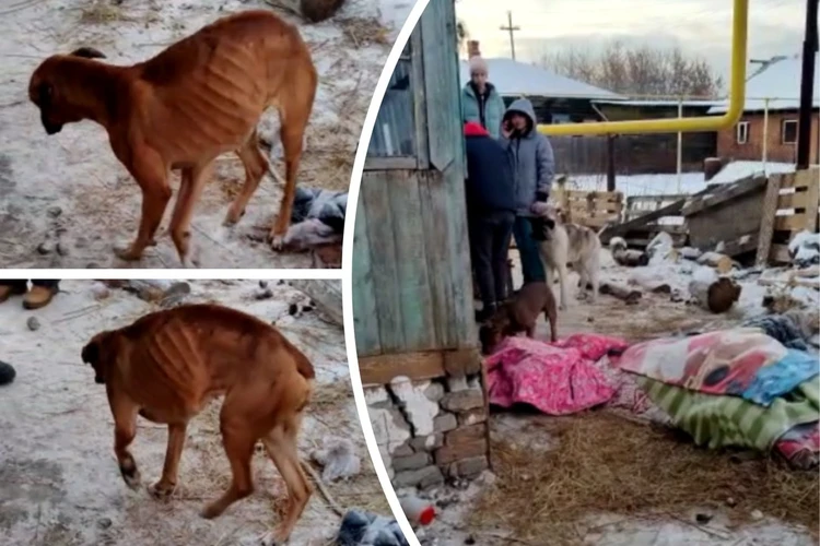 «Лошадь мертвая лежит, собаки – скелеты»: в Новосибирске зоозащитники спасли 11 истощенных животных из адского дома