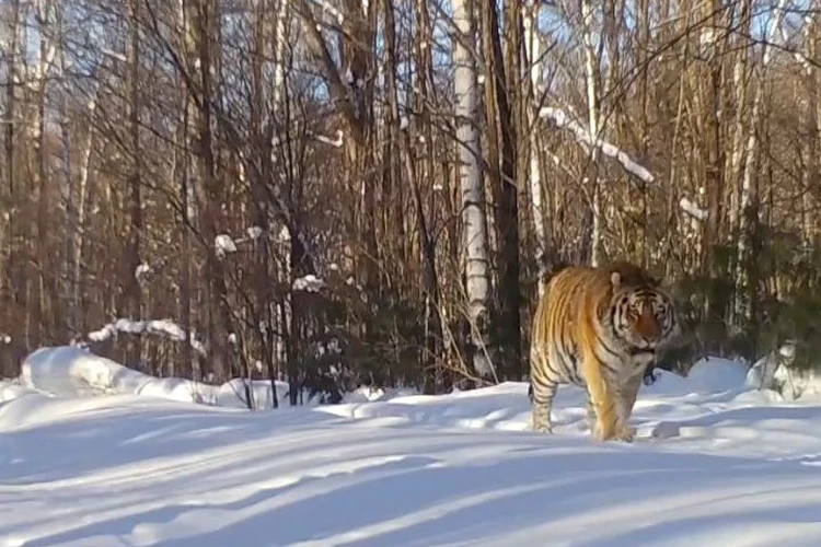 Похож на ковбоя: тигр Джек попал в объектив фотоловушки в Хабаровском крае