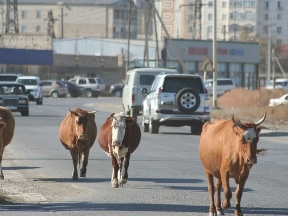 Астраханские полицейские поймали 25 коров-нарушителей