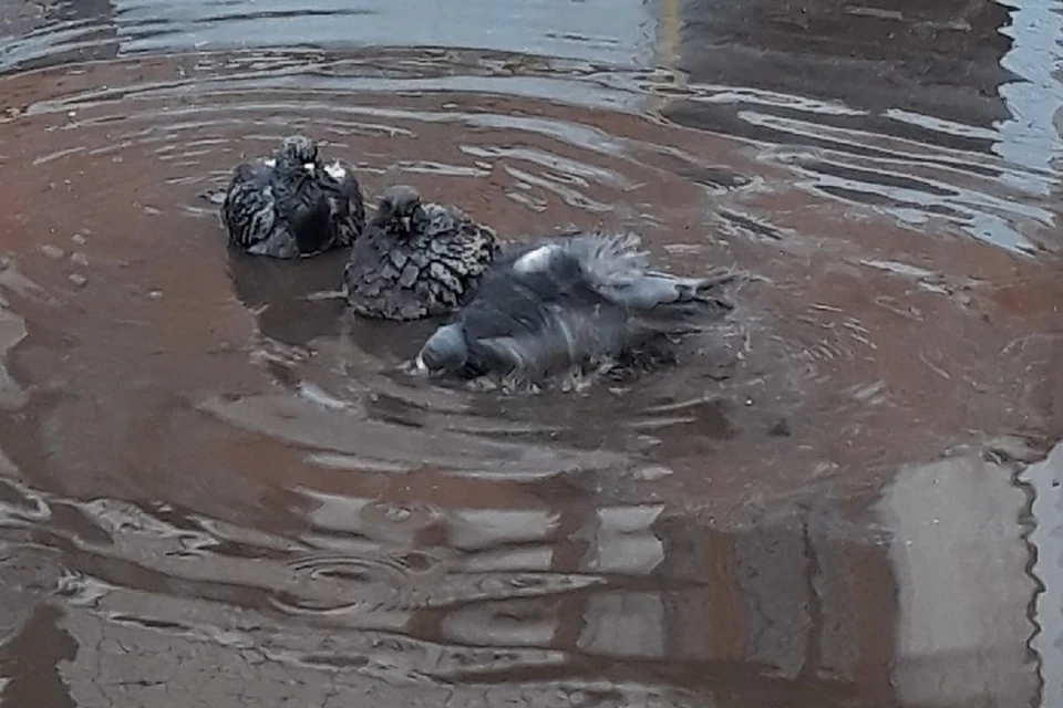 Фото: Надежда ПЕТРУНИНА.