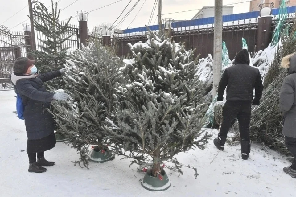 Завтра, 15 декабря, в Керчи откроются елочные базары