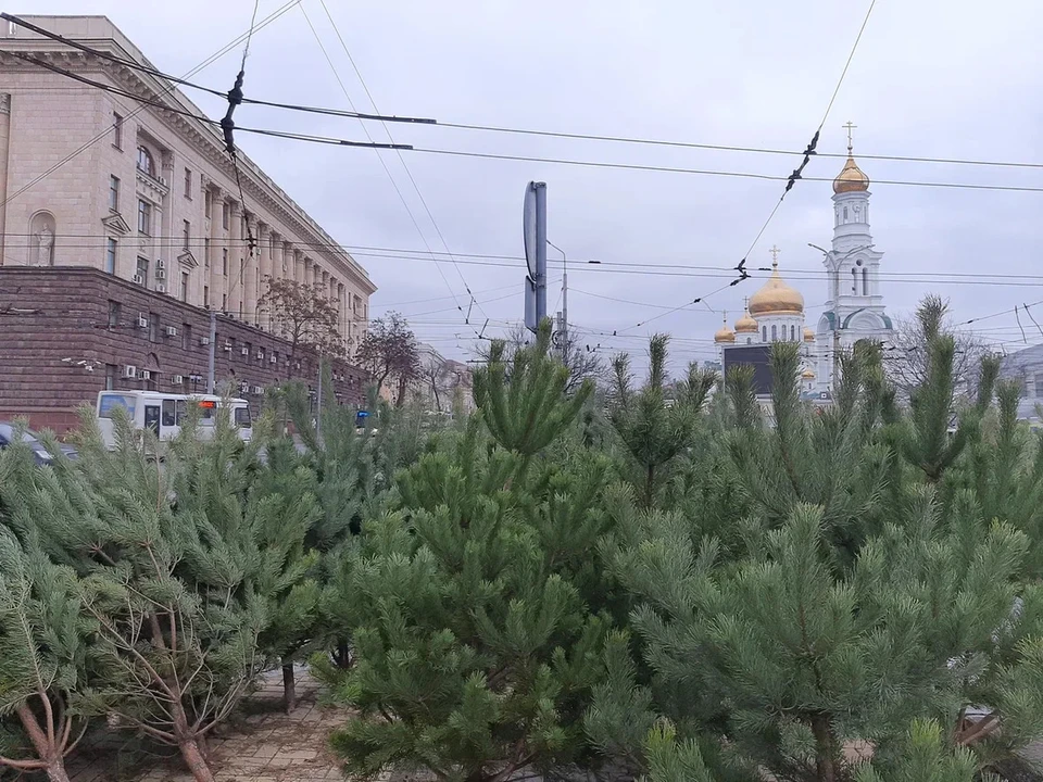 Некоторые берут только веточки для украшений, другие поджидают момента, когда ценник на весь товар начнет падать.