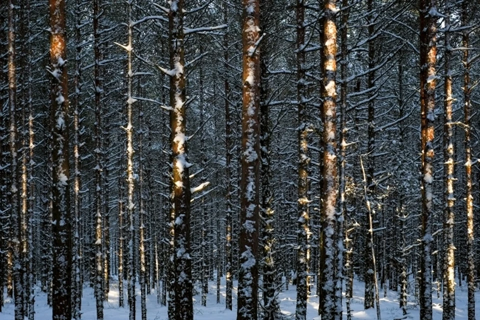 В лесу под Бердском нашли тело насмерть замерзшего мужчины.