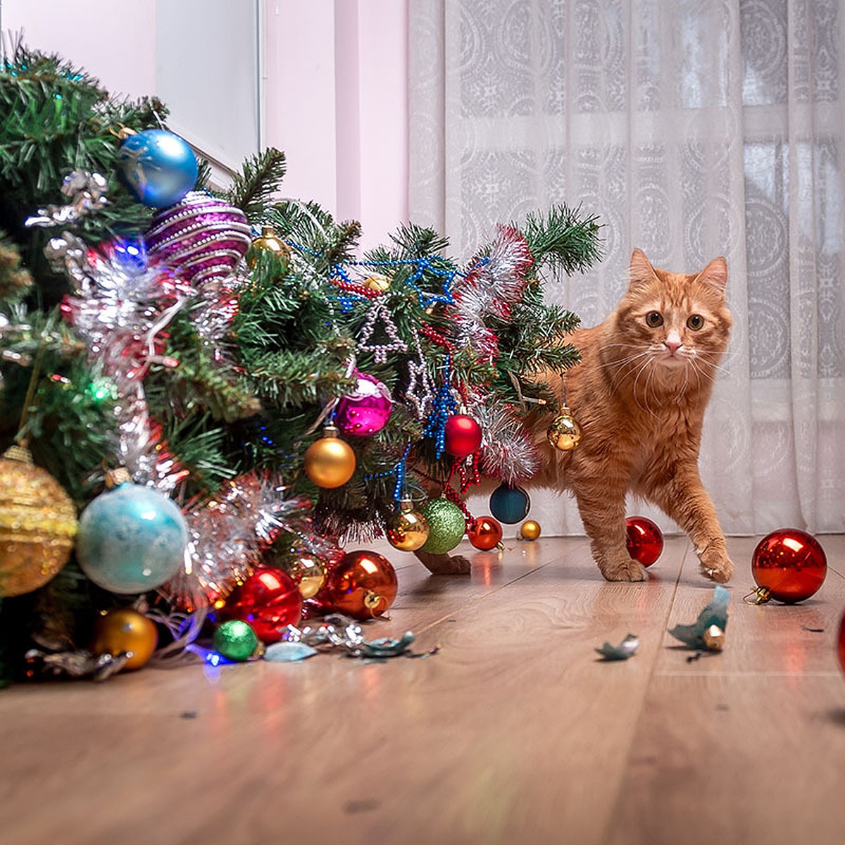 Ученые объяснили, почему кошки с наслаждением роняют новогодние елки - KP.RU