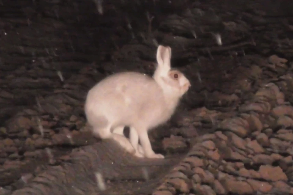 Заяц-беляк покрасовался на камеру в лесу в Ленобласти. Фото: охотнадзор Ленобласти