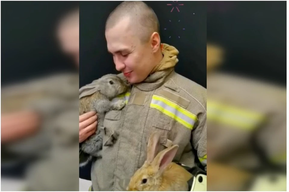 Пожарные Крыма бережно относятся к ушастыми. Фото: кадр видео МЧС Республики Крым/VK