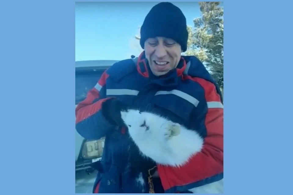 В Красноярском крае выручили попавшего в ловушку зайца. Фото: стоп-кадр видео "Сельская новь", Павел Горелик.