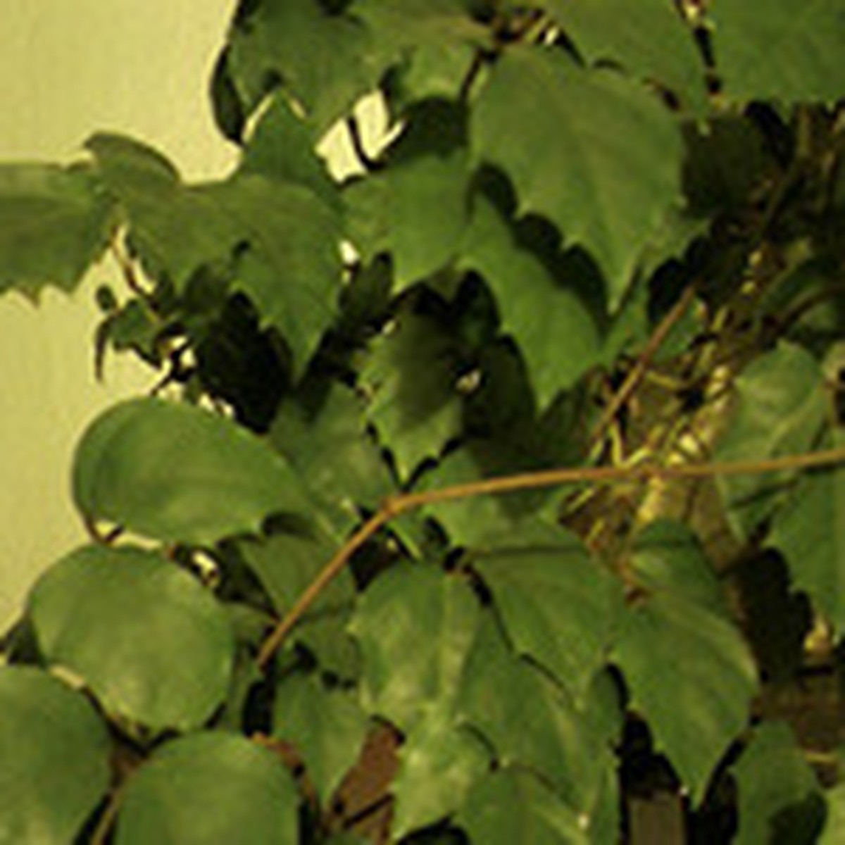 Вьюн Комнатное Растение Фото