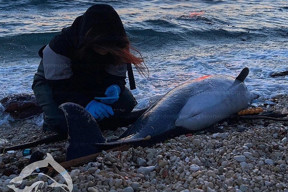 В январе в Центр "Безмятежное море" поступило 14 сообщений о найденных на берегу дельфинах. Фото: "Безмятежное море"/Вконтакте