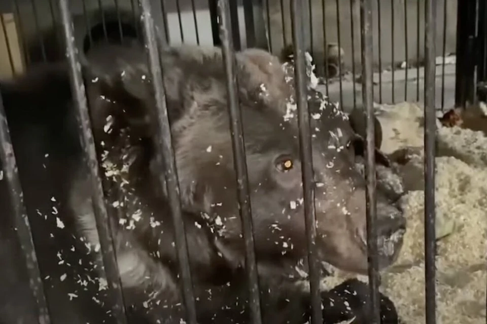 После скандала с содержание цирковых медведей в Новосибирске планируют создать реабилитационный центр для дикий животных. Фото: кадр из видео