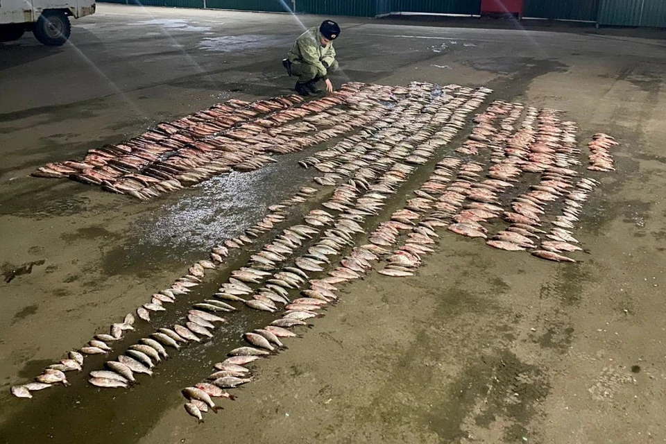 У нарушителя нашли 1,5 тысячи рыб, в том числе ценных пород. Фото: ПУ ФСБ по Ростовской области