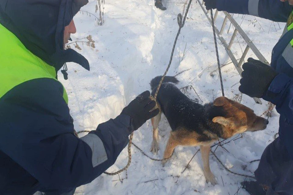Животное в мороз провалилось в глубокий колодец. Фото: пресс-службы администрации Кемерово