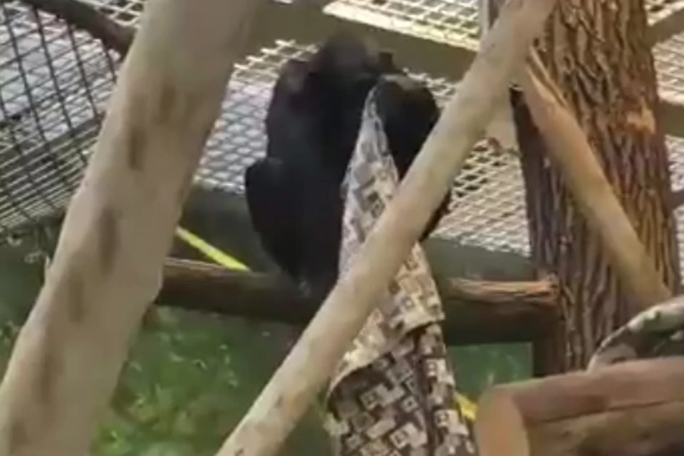В Казанском зооботсаду гориллам и шимпанзе выдали пледы