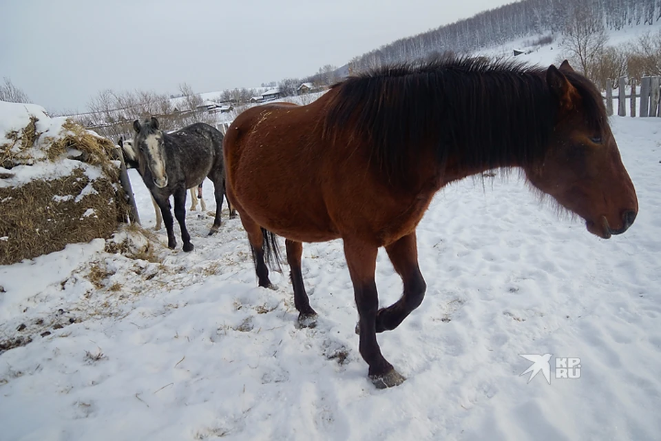Сбежавших лошадей заметили на станции "УАЗ"