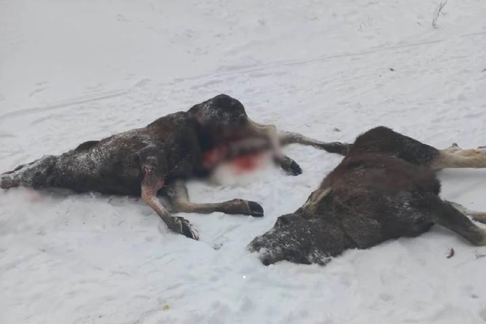 Браконьеров задержали за убийство двух лосей в Ленобласти / Фото: Охотнадзор