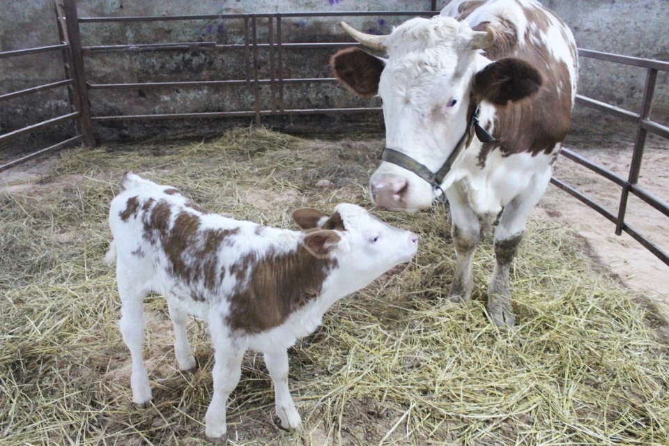 В Подмосковье впервые в России получили потомство от клонированной коровы. Фото: Министерство сельского хозяйства и продовольствия Московской области