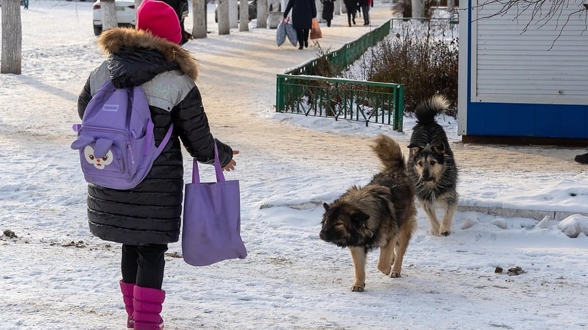 Бездомные собаки, яд и травля птиц. К чему приводит проблема бродячих  животных на улицах Рязани - KP.RU