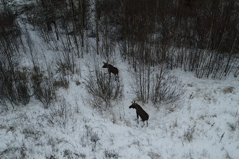 В Ярославской области участились случаи выхода лосей на дороги.