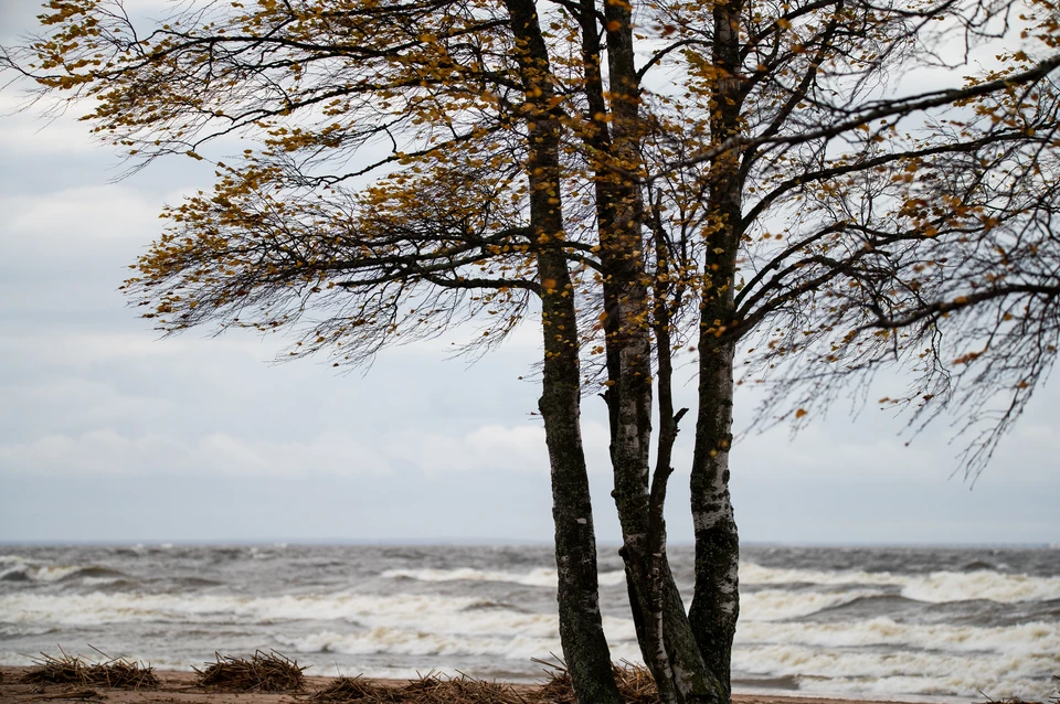 МЧС предупредило о шторме на Финском заливе Петербурга 19 января
