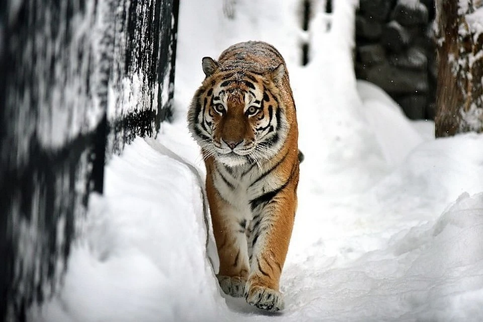 Амурская тигрица трижды зашла в город Вяземский