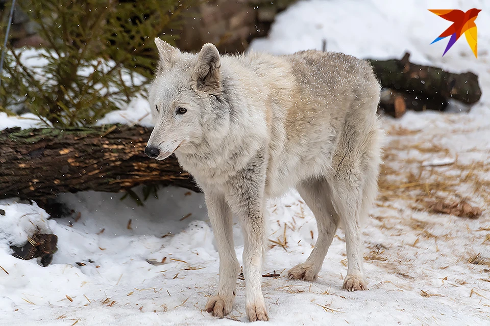 В минприроды Мурманской области рассказали о численности волков на территории Кольского полуострова.