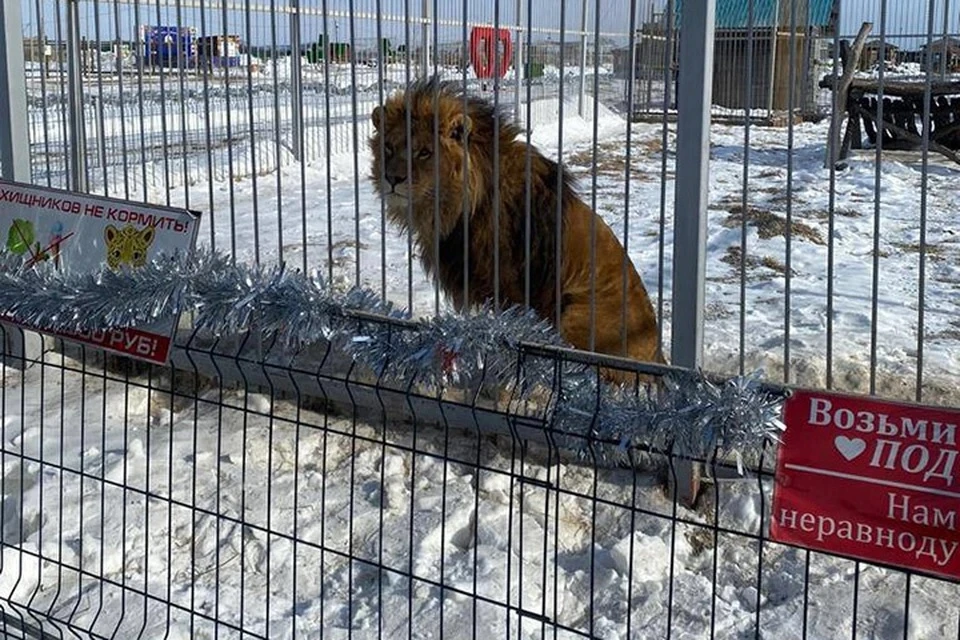 Неравнодушные жители опасаются, что зоопарк могут закрыть.