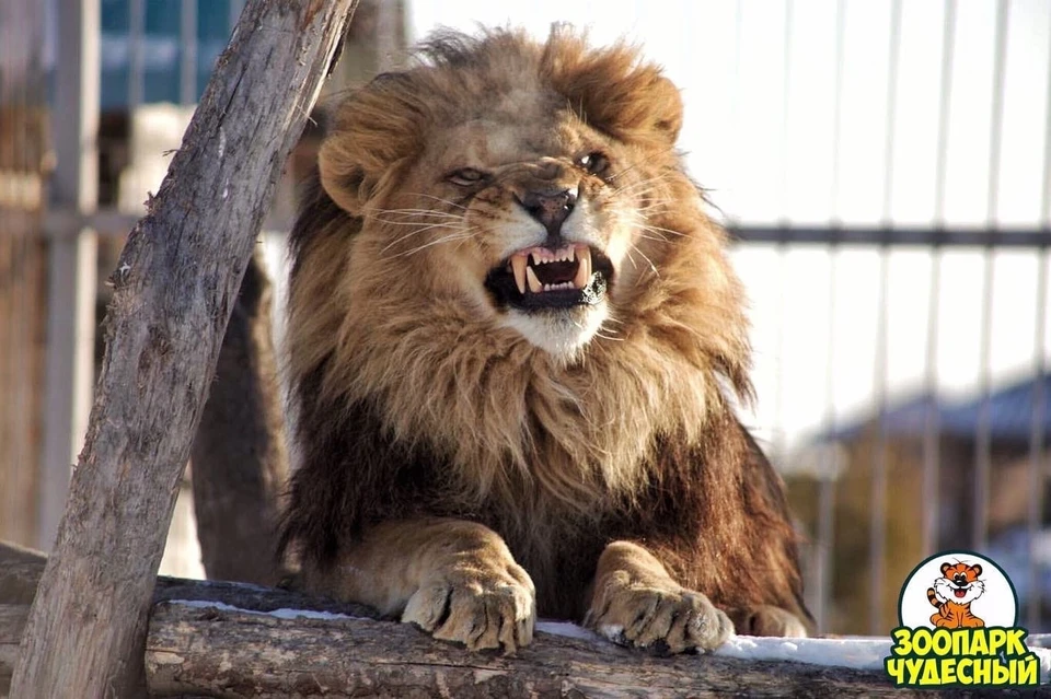 Королю зоопарка семь лет. Фото: предоставлено зоопарком «Чудесный».