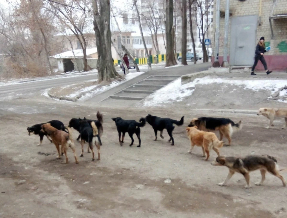 Стая бродячих собак фото