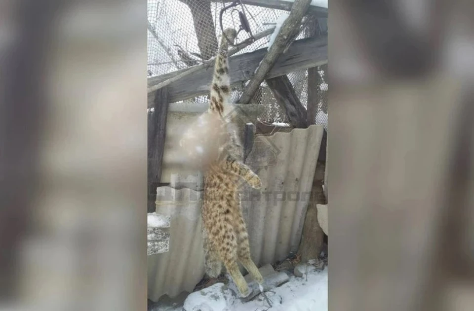 Некоторые приморцы встали на сторону жительницы села. Фото: ТК-канал @dpscontrol_news.