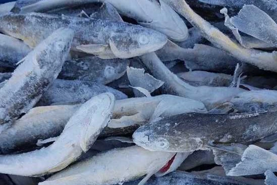 Сахалинские покупатели приобрели 160 тонн доступной рыбы с начала года. Фото: ПСО