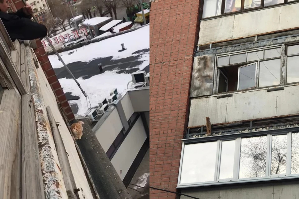 Фото: группа во «ВКонтакте» «Зооспас в Екатеринбурге»