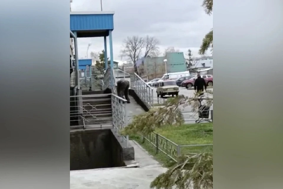 Новосибирец, сбросивший с балкона 16-го этажа, трех кошек, предстанет перед судом. Фото: предоставлено очевидцами.