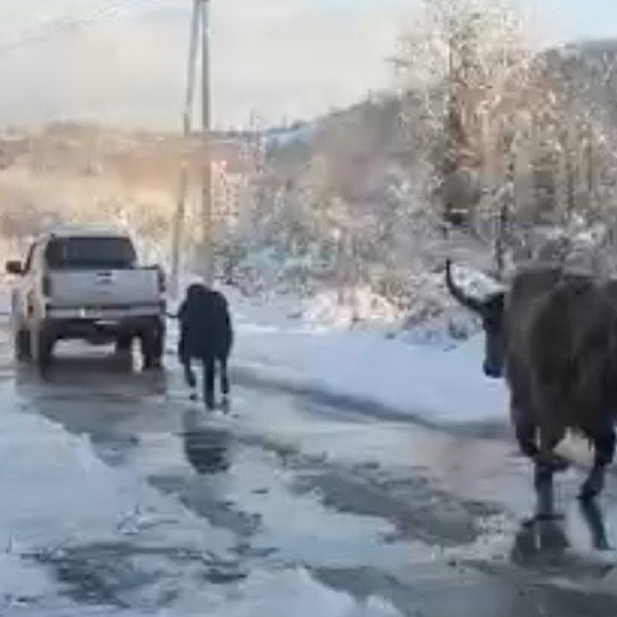 Чак и Харият нашлись, Зухру еще ищем. В Сочи волонтеры не теряют надежды  спасти всех обитателей скандальной зоотюрьмы - KP.RU