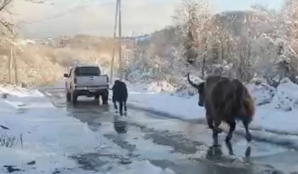 Семью яков нашли спустя неделю после побега. Фото: скриншот видео