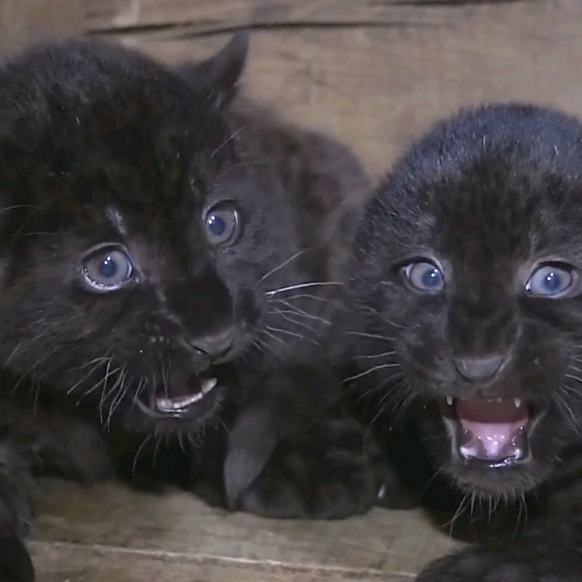 Черная пантера Багира: в Абакане родились три редких котенка - KP.RU