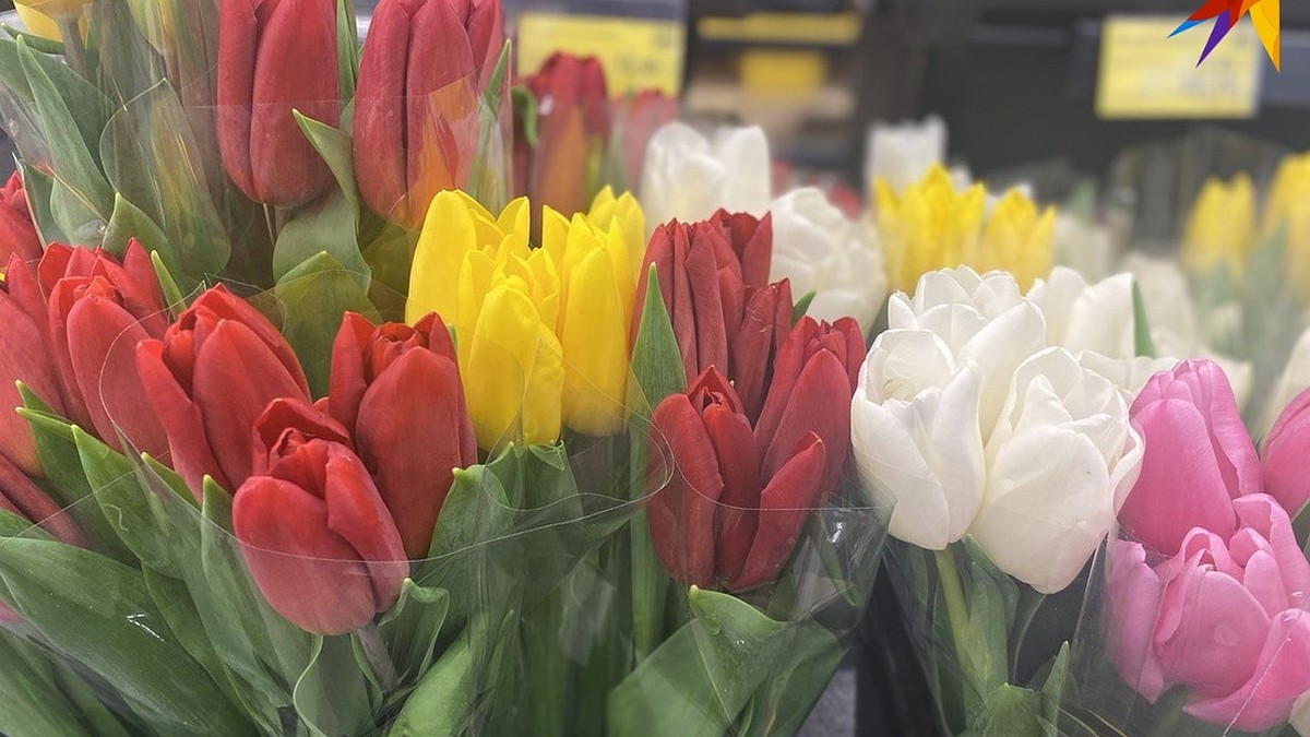 Что нужно сделать чтобы тюльпаны простояли дольше. Цветы тюльпаны. Популярные цветы. Красивые тюльпаны. Цвета тюльпанов.
