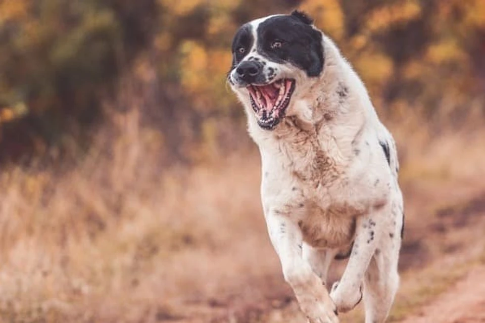 Фото: dogbreeds.name