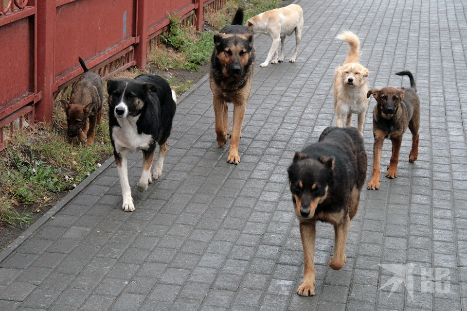 В Рязанской области разработали порядок защиты людей от нападений бродячих собак.