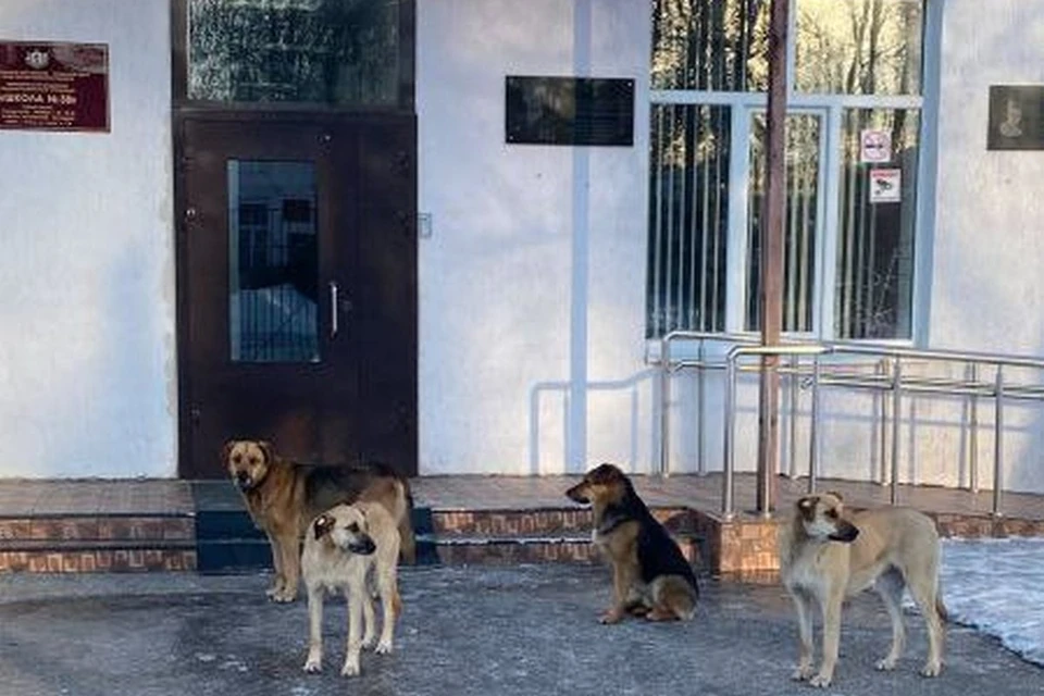 Бродячие собаки «подкарауливают» детей у школы. Фото: https://t.me/ru62rzn.