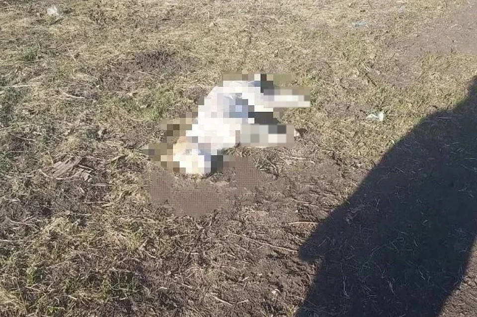 Местные жители обнаружили тела собак вблизи СНТ «Строитель» Фото: t.me/mvd_23