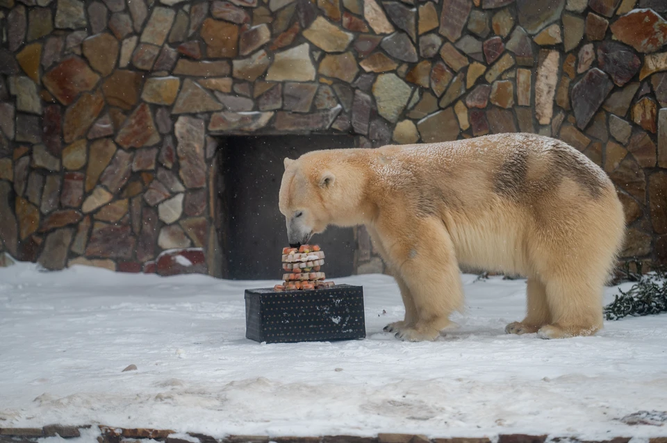 Ленинградский зоопарк перейдет из казенного в бюджетное учреждение